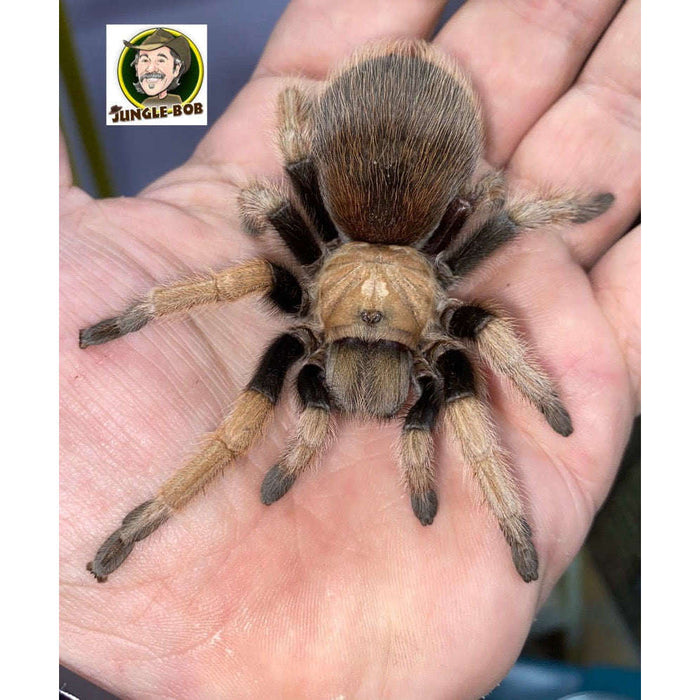 Arizona Blonde Tarantula (Aphonopelma chalcode):Jungle Bob's Reptile World