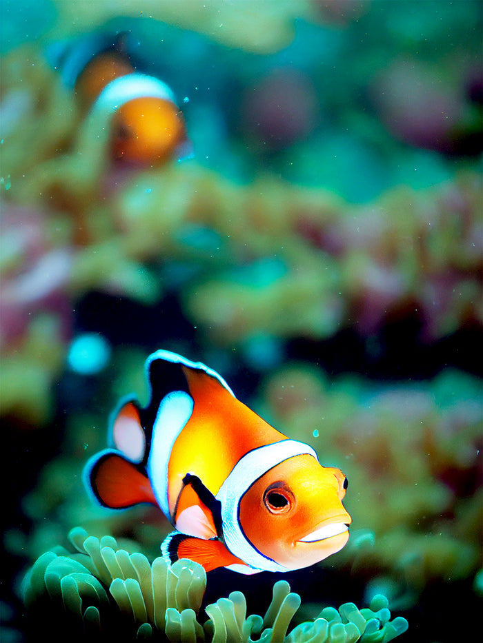 At The Bottom Of The Sea