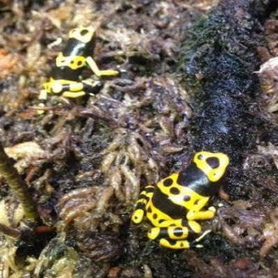 Baby Bumble Bee Dart Frog (Dendrobates leucomelas):Jungle Bob's Reptile World