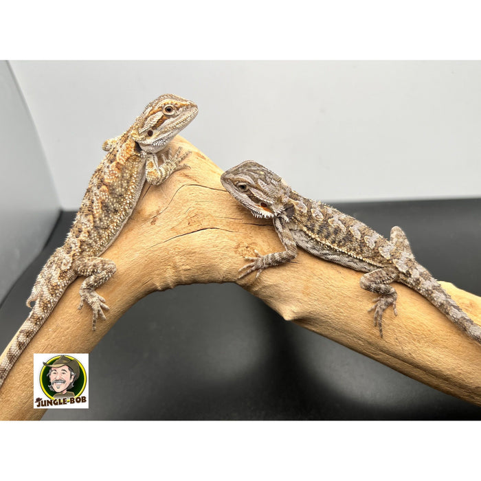 Bearded Dragon (Baby) (Pogona vitticeps)