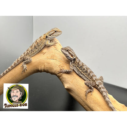 Bearded Dragon (Baby) (Pogona vitticeps)