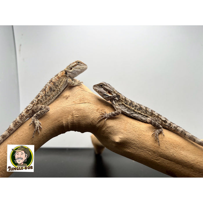 Bearded Dragon (Baby) (Pogona vitticeps)