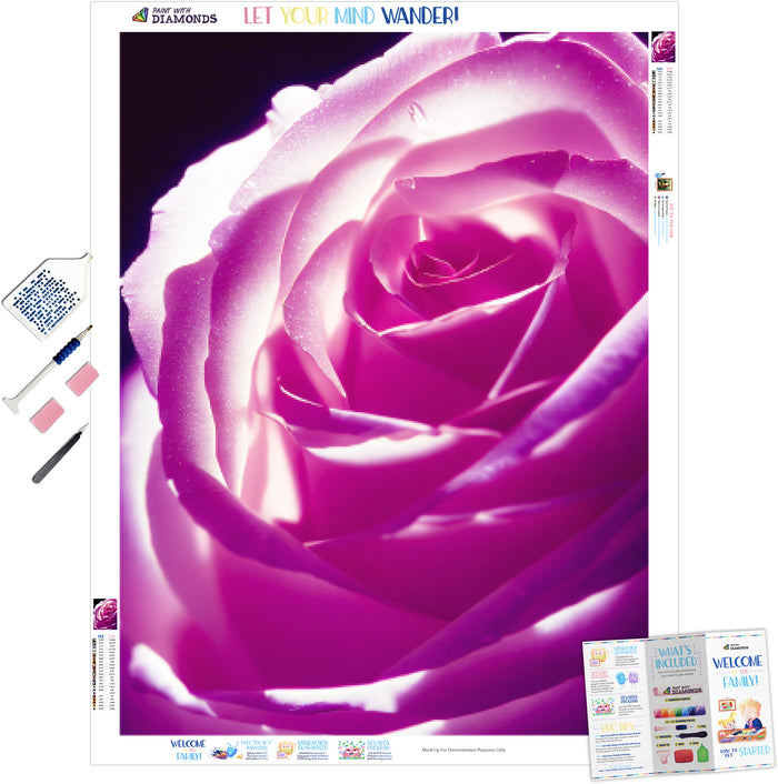 Beautiful Pink Rose