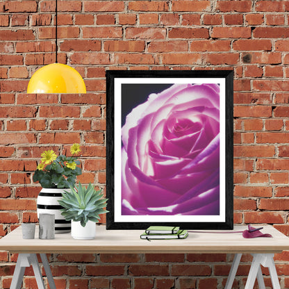 Beautiful Pink Rose