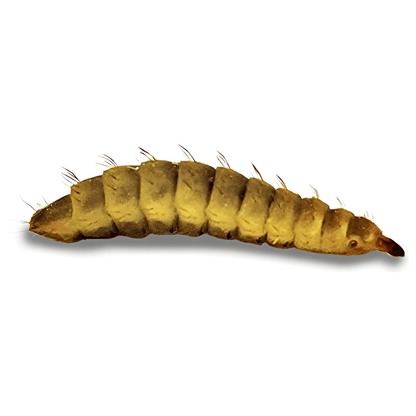 Black Soldier Fly Larvae:Jungle Bob's Reptile World