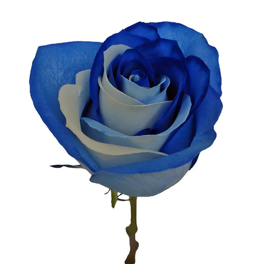 Blue and White Tinted Rainbow Roses