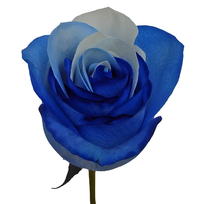 Blue and White Tinted Rainbow Roses