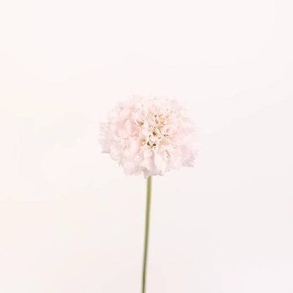 Blush Scabiosa Flower Stem - Image