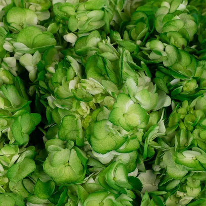 Bright Green Airbrushed Hydrangea Close Up - Image