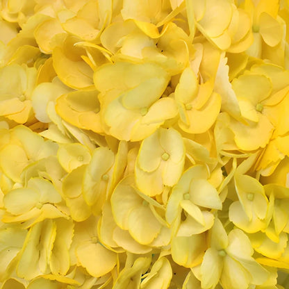 Bright Yellow Airbrushed Hydrangea Wholesale Flower Up close