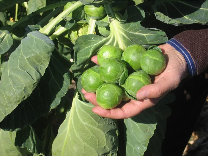 BRUSSELS SPROUT 'Nautic'