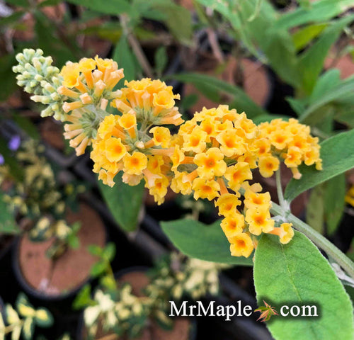 - Buddleia x weyeriana 'Honeycomb' Yellow Butterflybush - Mr Maple │ Buy Japanese Maple Trees