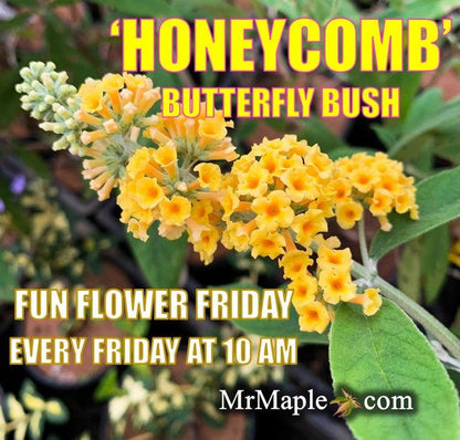 - Buddleia x weyeriana 'Honeycomb' Yellow Butterflybush - Mr Maple │ Buy Japanese Maple Trees