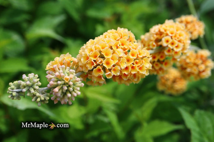 - Buddleia x weyeriana 'Honeycomb' Yellow Butterflybush - Mr Maple │ Buy Japanese Maple Trees