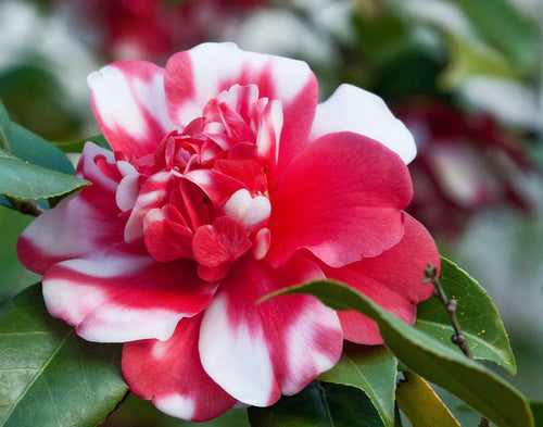 - Camellia japonica 'Governor Mouton' Double Pink-Red and White Variegated Bloom Hardy Camellia - Mr Maple │ Buy Japanese Maple Trees