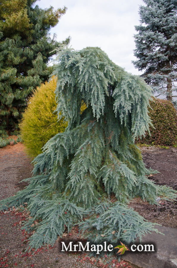 - Cedrus deodara 'Feelin' Blue' Weeping Blue Himalayan Cedar - Mr Maple │ Buy Japanese Maple Trees