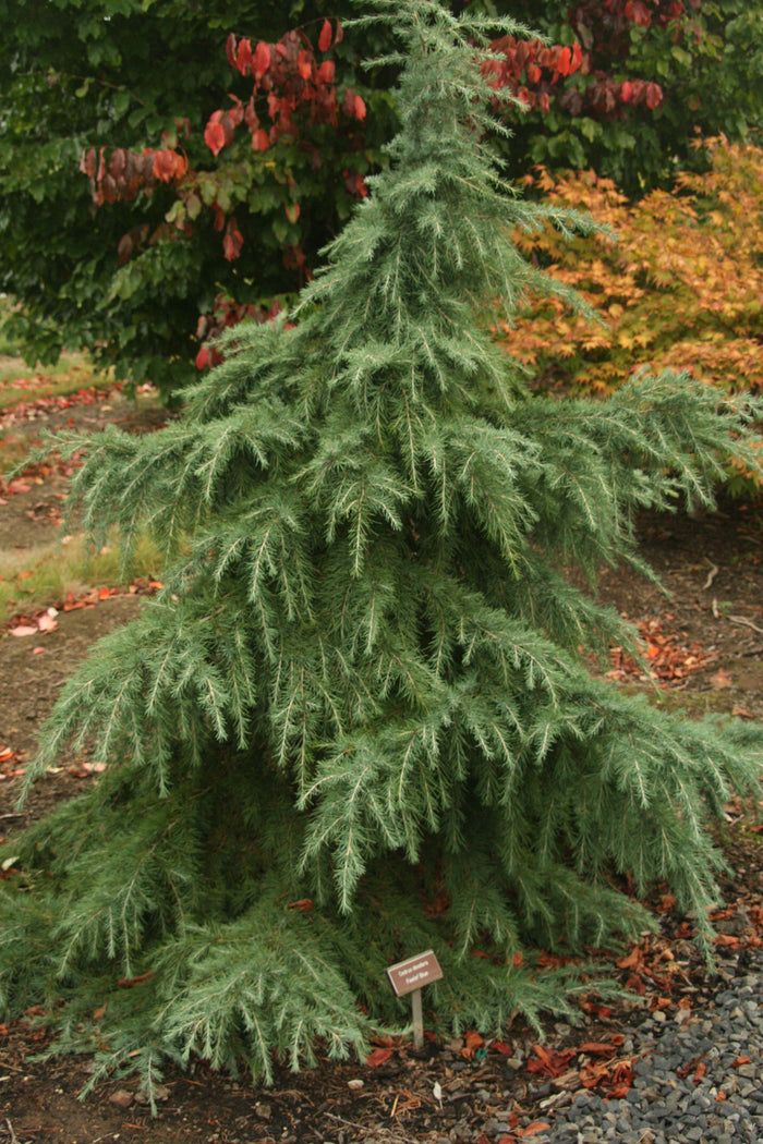 - Cedrus deodara 'Feelin' Blue' Weeping Blue Himalayan Cedar - Mr Maple │ Buy Japanese Maple Trees