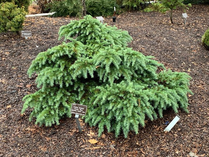 - Cedrus deodara 'Feelin' Blue' Weeping Blue Himalayan Cedar - Mr Maple │ Buy Japanese Maple Trees
