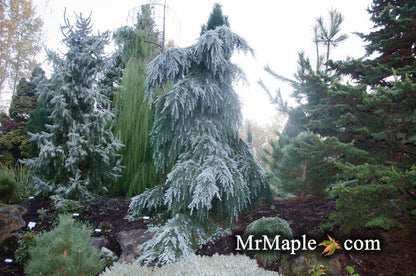 - Cedrus deodara 'Feelin' Blue' Weeping Blue Himalayan Cedar - Mr Maple │ Buy Japanese Maple Trees