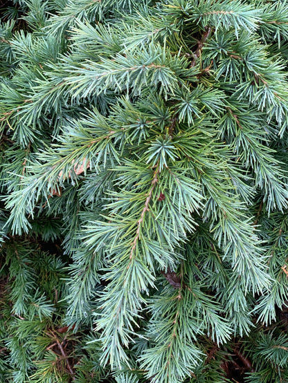 - Cedrus deodara 'Feelin' Blue' Weeping Blue Himalayan Cedar - Mr Maple │ Buy Japanese Maple Trees