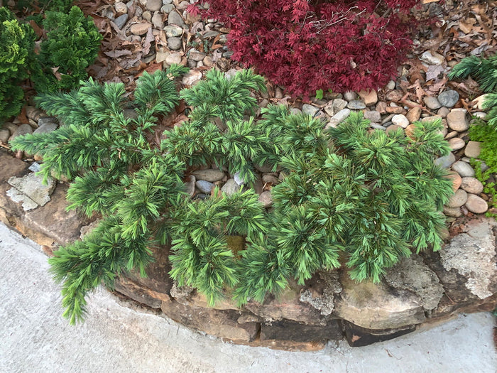 - Cedrus libani 'Hedgehog' Dwarf Lebanon Cedar - Mr Maple │ Buy Japanese Maple Trees