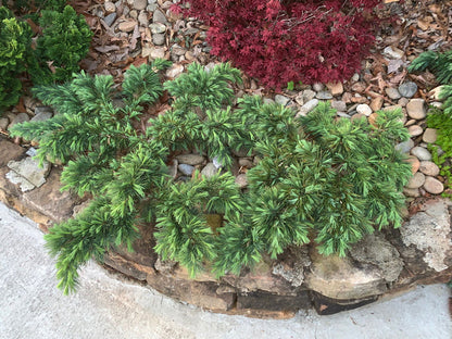 - Cedrus libani 'Hedgehog' Dwarf Lebanon Cedar - Mr Maple │ Buy Japanese Maple Trees