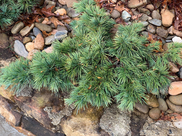 - Cedrus libani 'Hedgehog' Dwarf Lebanon Cedar - Mr Maple │ Buy Japanese Maple Trees