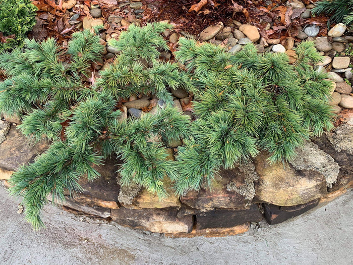 - Cedrus libani 'Hedgehog' Dwarf Lebanon Cedar - Mr Maple │ Buy Japanese Maple Trees