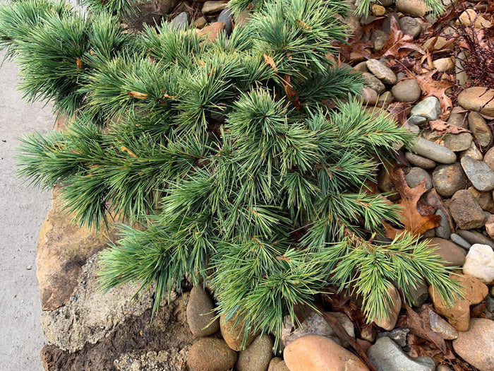 - Cedrus libani 'Hedgehog' Dwarf Lebanon Cedar - Mr Maple │ Buy Japanese Maple Trees
