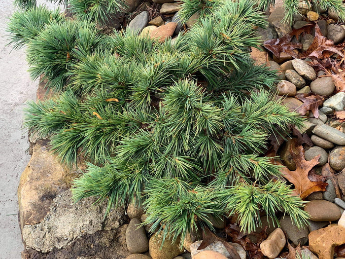 - Cedrus libani 'Hedgehog' Dwarf Lebanon Cedar - Mr Maple │ Buy Japanese Maple Trees