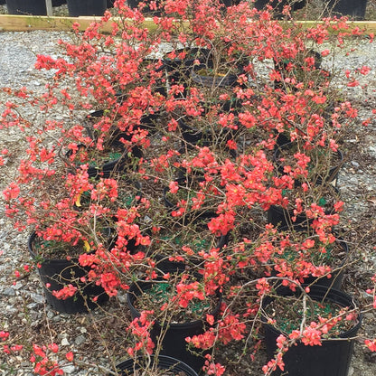 - Chaenomeles X superba 'Texas Scarlet' Dwarf Flowering Quince - Mr Maple │ Buy Japanese Maple Trees
