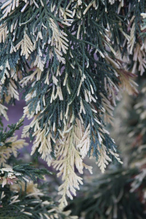 - Chamaecyparis nootkatensis 'Sparkling Arrow' Variegated Weeping Alaskan Cedar - Mr Maple │ Buy Japanese Maple Trees