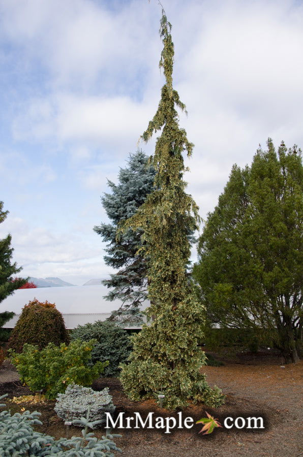 - Chamaecyparis nootkatensis 'Sparkling Arrow' Variegated Weeping Alaskan Cedar - Mr Maple │ Buy Japanese Maple Trees