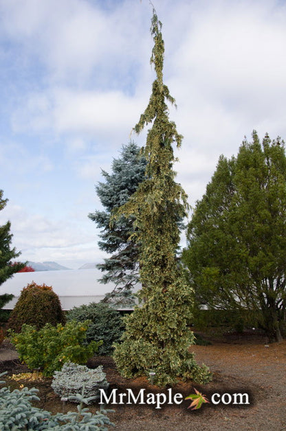 - Chamaecyparis nootkatensis 'Sparkling Arrow' Variegated Weeping Alaskan Cedar - Mr Maple │ Buy Japanese Maple Trees