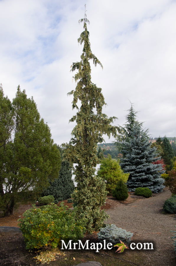 - Chamaecyparis nootkatensis 'Sparkling Arrow' Variegated Weeping Alaskan Cedar - Mr Maple │ Buy Japanese Maple Trees