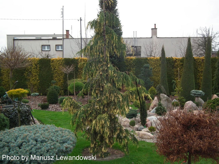 - Chamaecyparis nootkatensis 'Sparkling Arrow' Variegated Weeping Alaskan Cedar - Mr Maple │ Buy Japanese Maple Trees