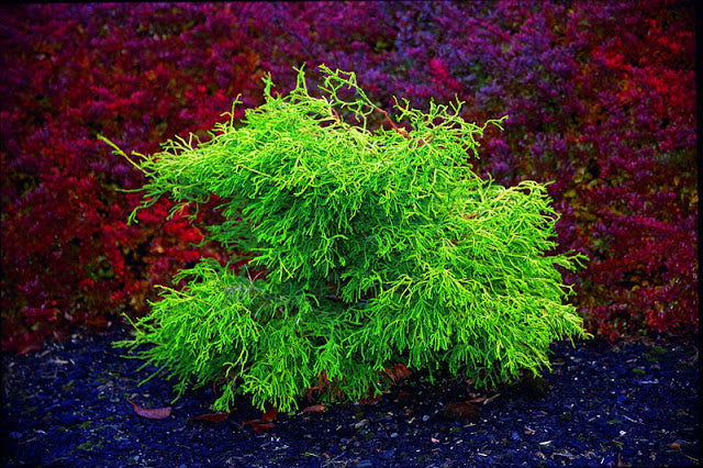 - Chamaecyparis obtusa 'Lemon Twist' Golden Hinoki Cypress - Mr Maple │ Buy Japanese Maple Trees