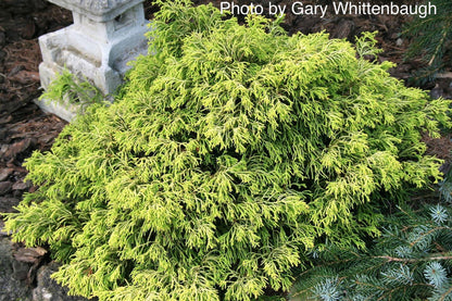 - Chamaecyparis obtusa 'Lemon Twist' Golden Hinoki Cypress - Mr Maple │ Buy Japanese Maple Trees