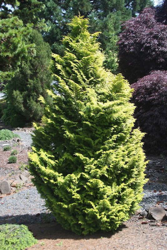 - Chamaecyparis obtusa 'Melody' Narrow Dwarf Golden Hinoki Cypress - Mr Maple │ Buy Japanese Maple Trees