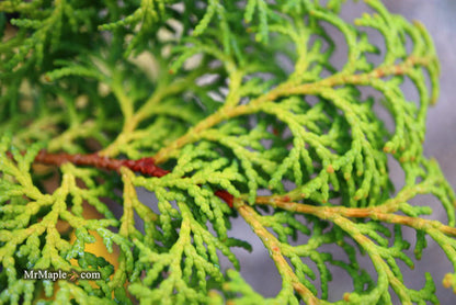 - Chamaecyparis obtusa 'Melody' Narrow Dwarf Golden Hinoki Cypress - Mr Maple │ Buy Japanese Maple Trees