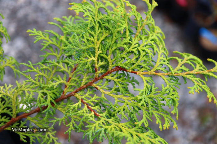 - Chamaecyparis obtusa 'Melody' Narrow Dwarf Golden Hinoki Cypress - Mr Maple │ Buy Japanese Maple Trees