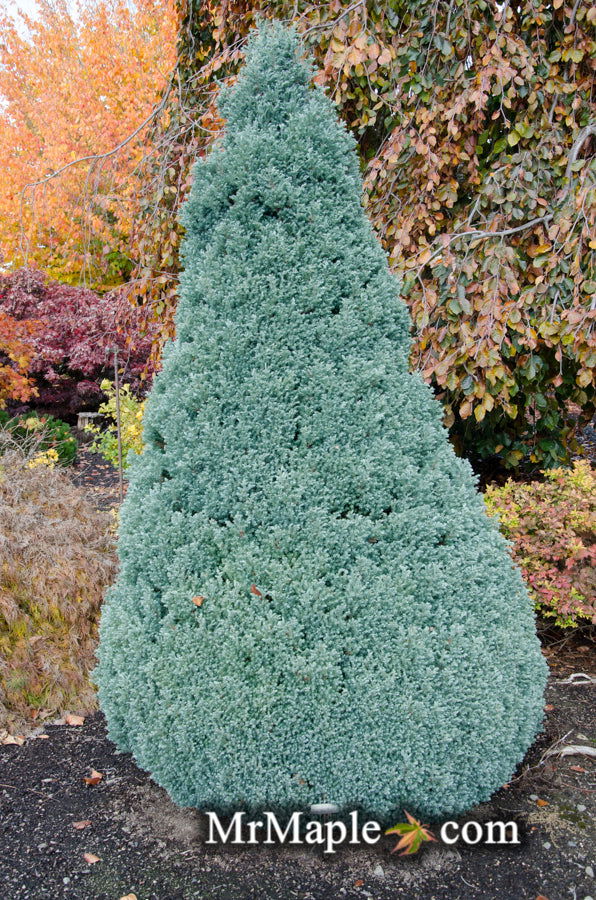 - Chamaecyparis pisifera 'Baby Blue Ice' Dwarf Sawahara Cypress - Mr Maple │ Buy Japanese Maple Trees