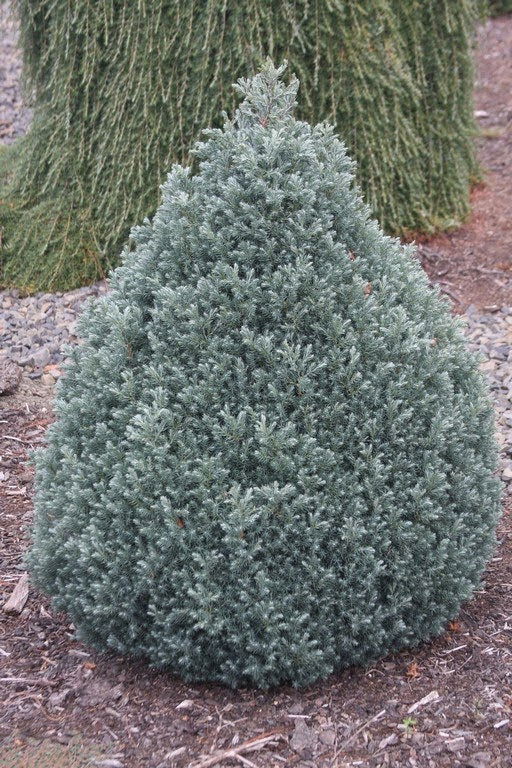 - Chamaecyparis pisifera 'Baby Blue Ice' Dwarf Sawahara Cypress - Mr Maple │ Buy Japanese Maple Trees
