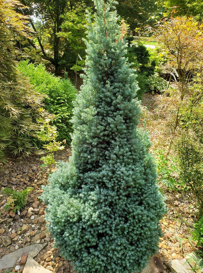 - Chamaecyparis pisifera 'Baby Blue Ice' Dwarf Sawahara Cypress - Mr Maple │ Buy Japanese Maple Trees