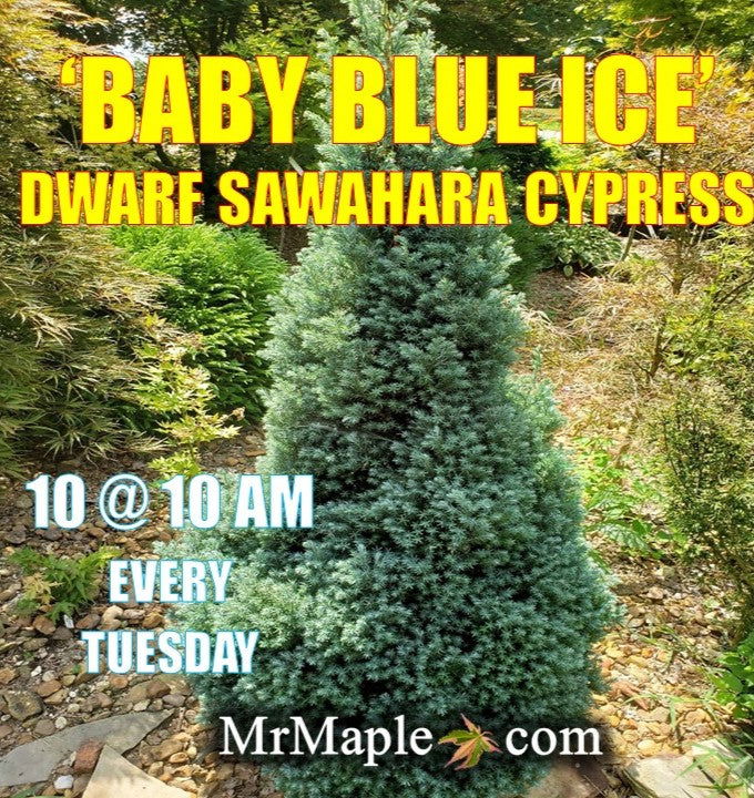 - Chamaecyparis pisifera 'Baby Blue Ice' Dwarf Sawahara Cypress - Mr Maple │ Buy Japanese Maple Trees
