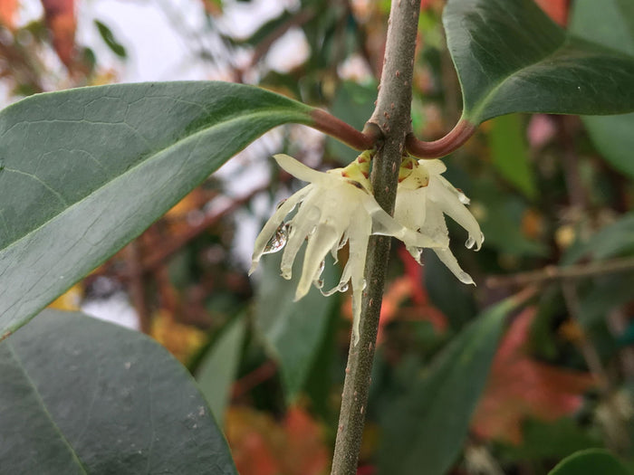- Chimonanthus nitens Fragrant Blooming Chinese Wintersweet - Mr Maple │ Buy Japanese Maple Trees
