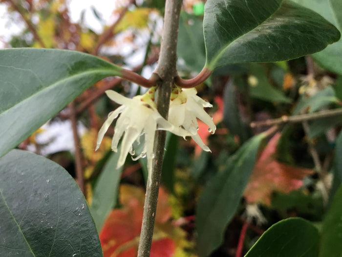 - Chimonanthus nitens Fragrant Blooming Chinese Wintersweet - Mr Maple │ Buy Japanese Maple Trees