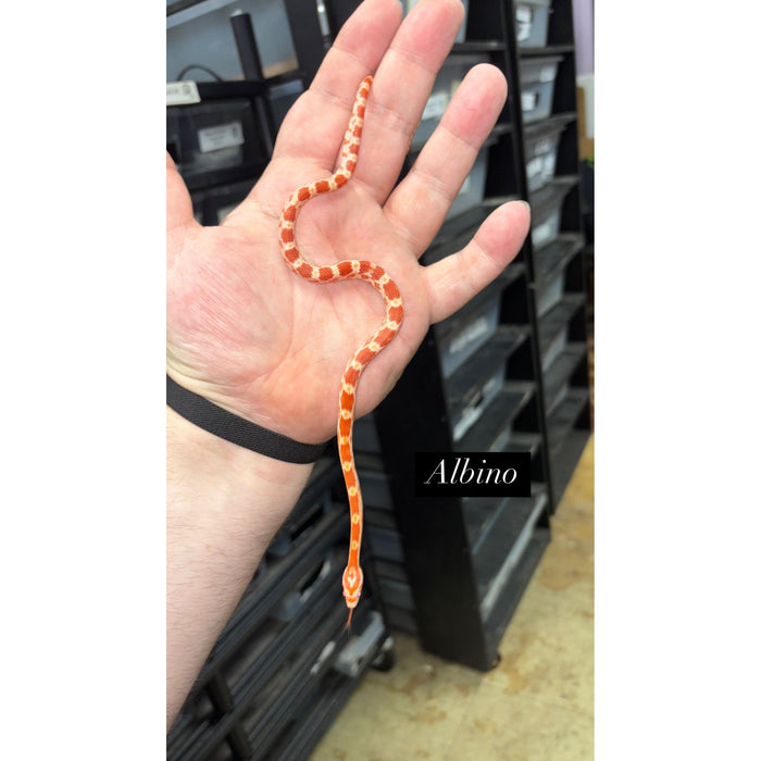 Corn Snake (Albino) (Baby)