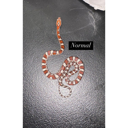 Corn Snake (Normal) (Baby)
