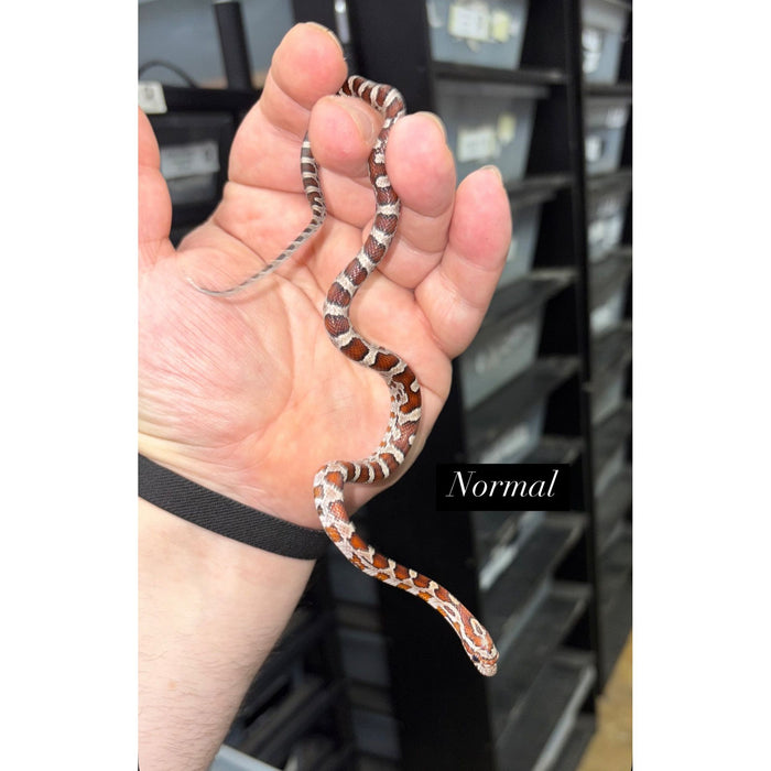 Corn Snake (Normal) (Baby)